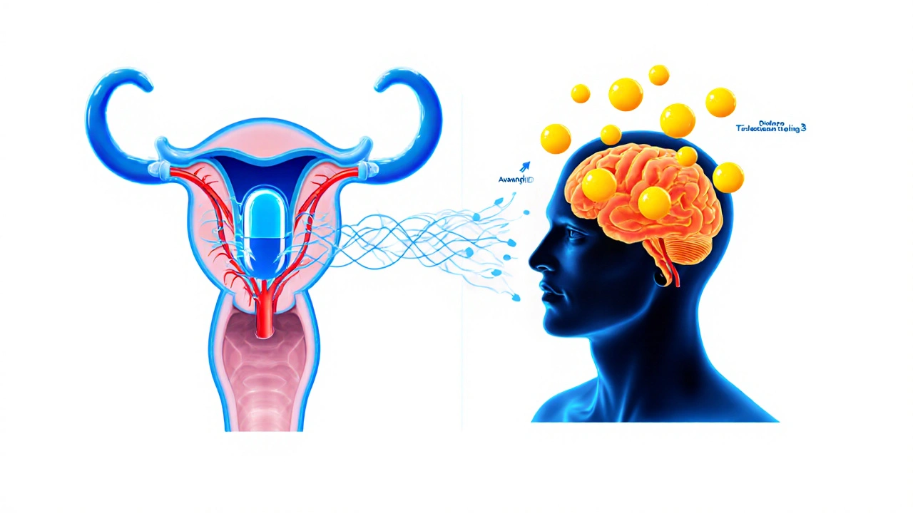 Medical split illustration showing Avanafil widening penile vessels and Dapoxetine boosting brain serotonin.